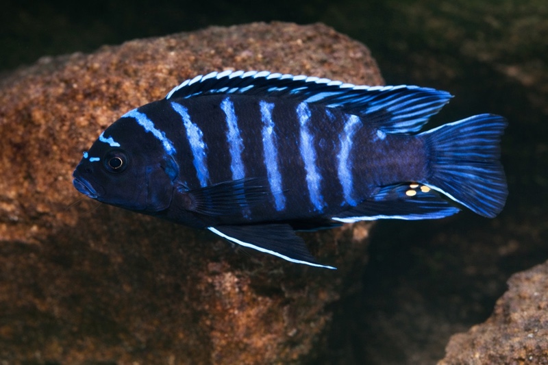 Maylandia sp. 'aggressive bars' Ndumbi Rocks